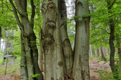 20230517_123925-Mittel