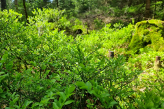 20230519_104536-Mittel