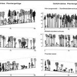 Grafik Plenterwald